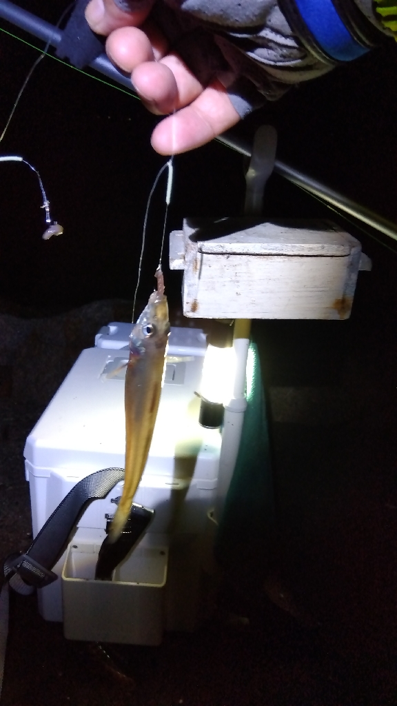 苅屋海岸のキス釣り