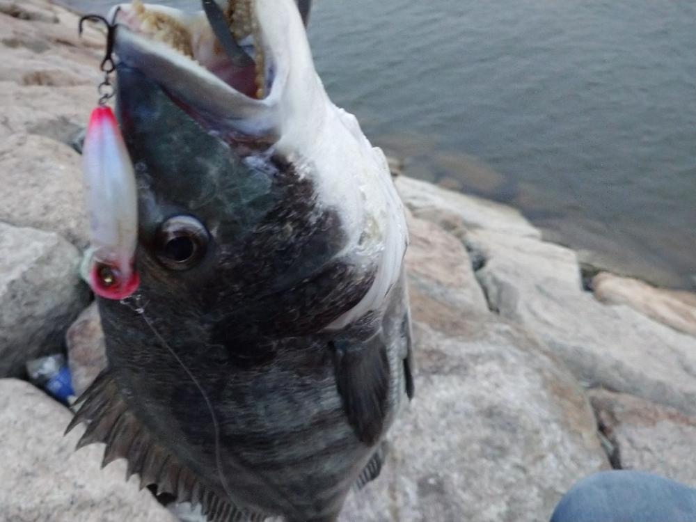 短時間チヌトップ