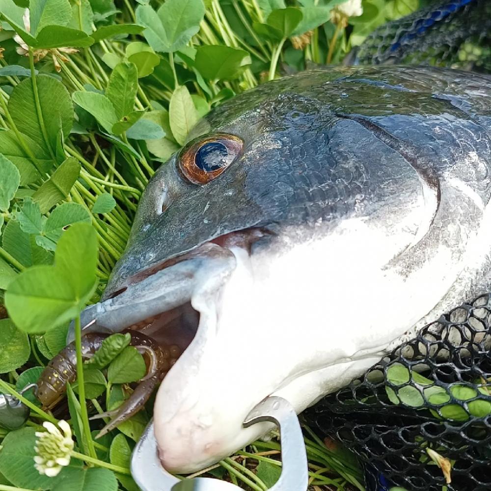夏の暑い日中チヌ