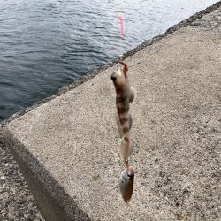 今年から2回目の浦港