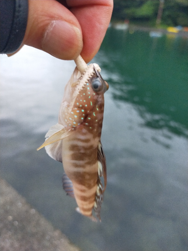 久しぶりに小浜でライトゲーム