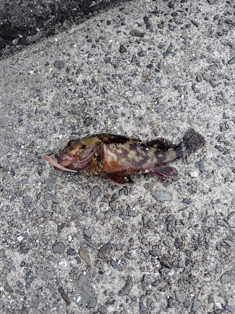 アジングのはずが