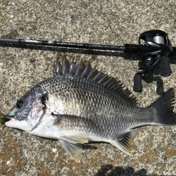 ポーズ目前からの、良型連発