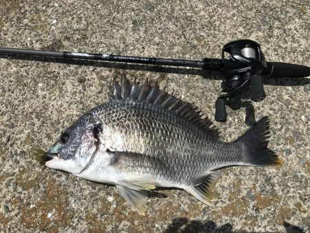 ポーズ目前からの、良型連発