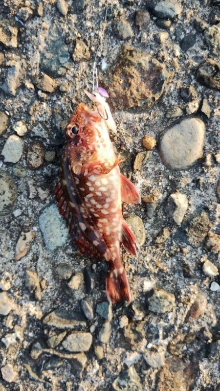 やっぱりガシラ