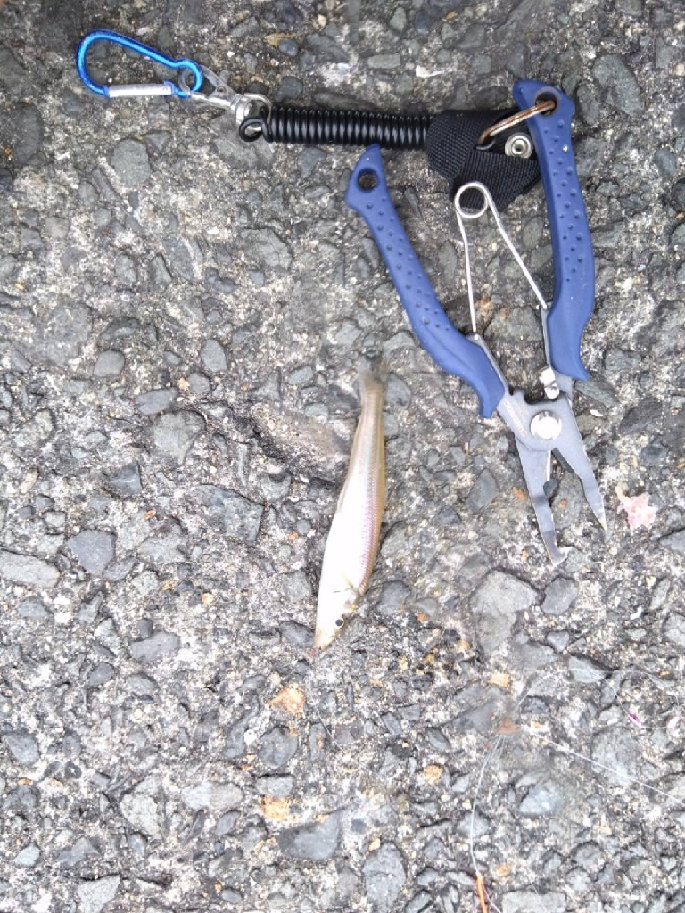 今年最多、17尾キス(^o^)v