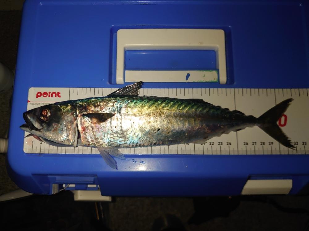 大サバ釣り終盤戦🎣