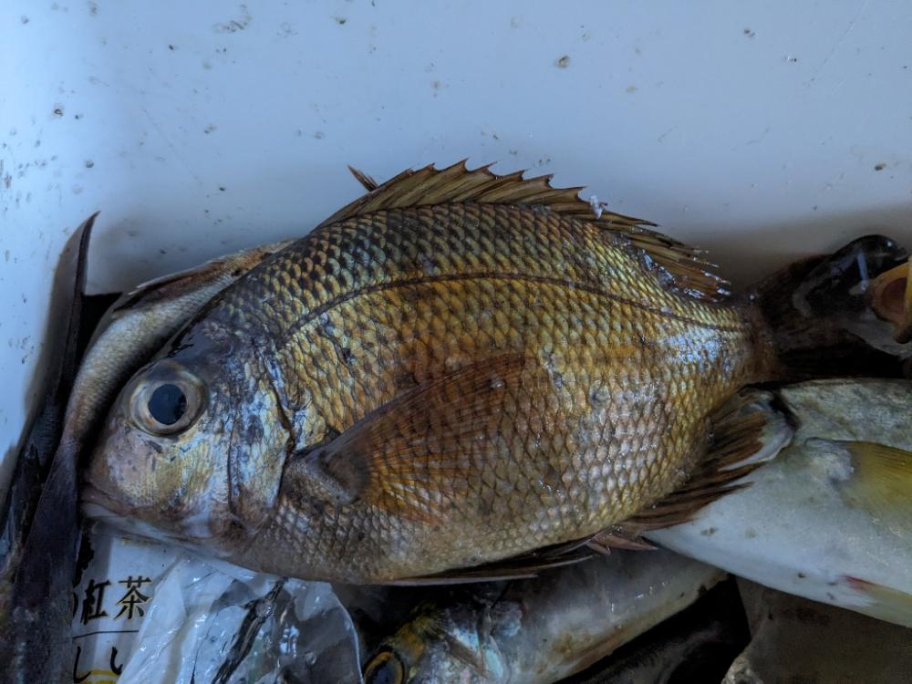 オオカミに逃げられました