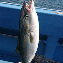 新タックルに鱗付け