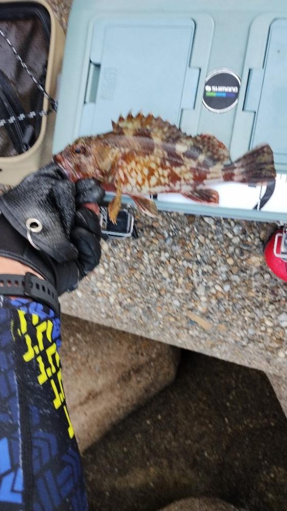 キャッチンググローブ