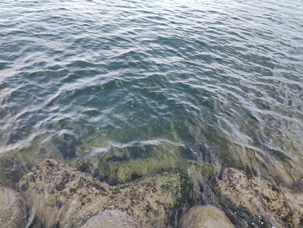 朝から軽めにタコ釣り