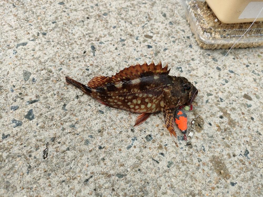 三連休はキス釣り