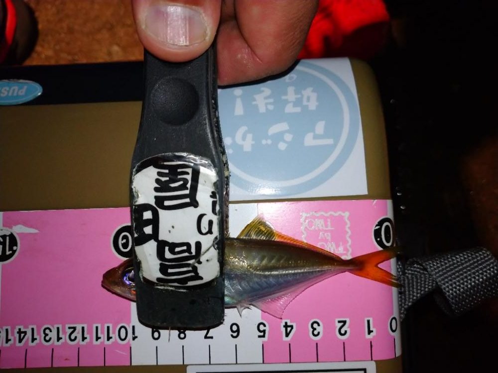 今夜も豆アジ修行