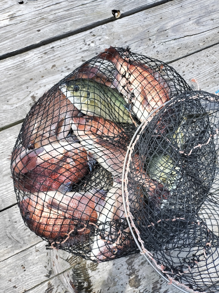 釣り堀KINGバトル 水宝