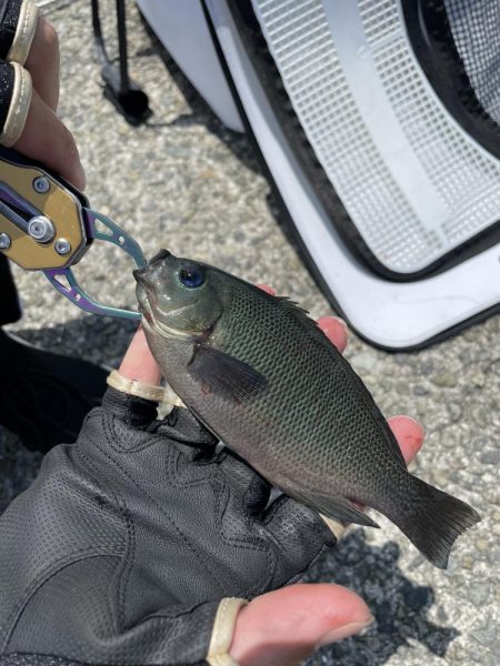 岩屋でフカセ釣り