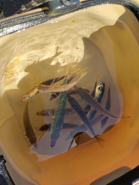 サビキとタコエギ