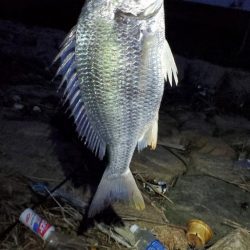 チンニング　ショートバイト多し