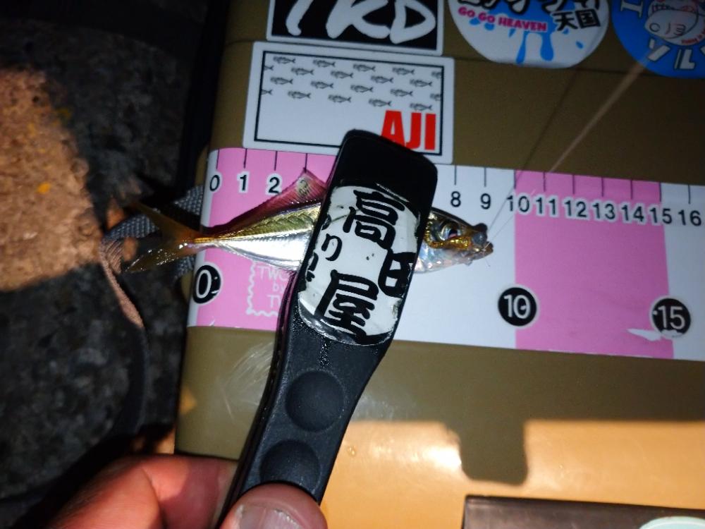 悶絶豆アジング