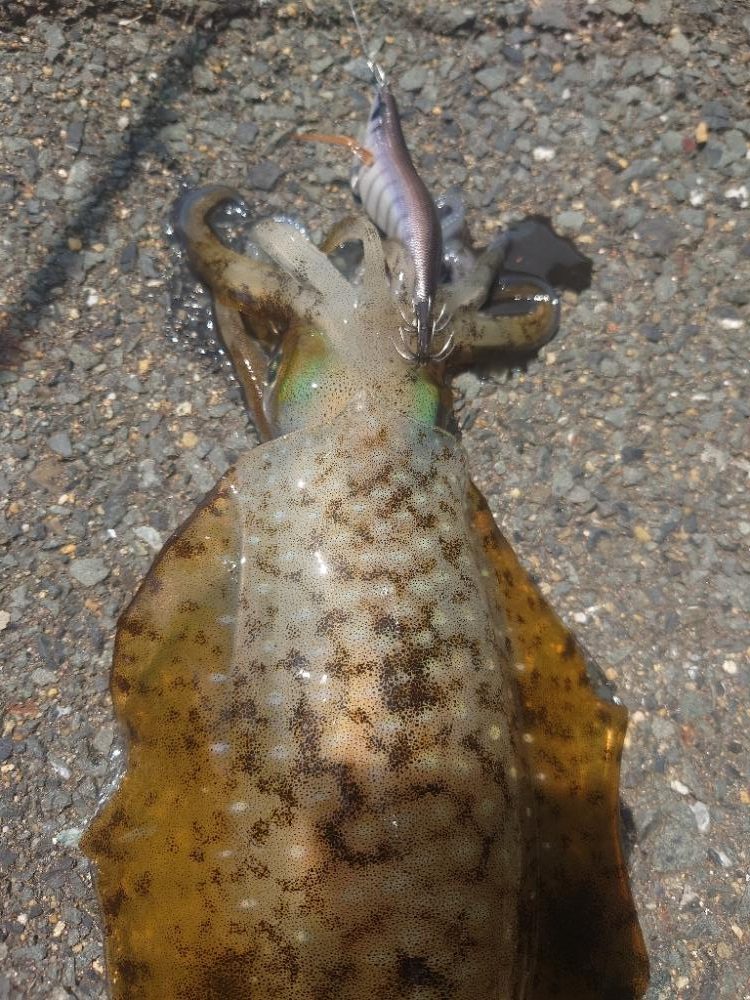 快晴エギングIN対馬