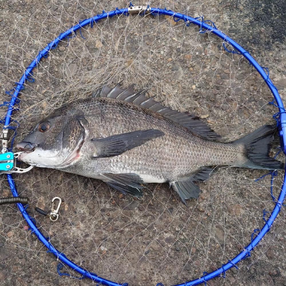 今日は、ふかせ釣り第7戦💦