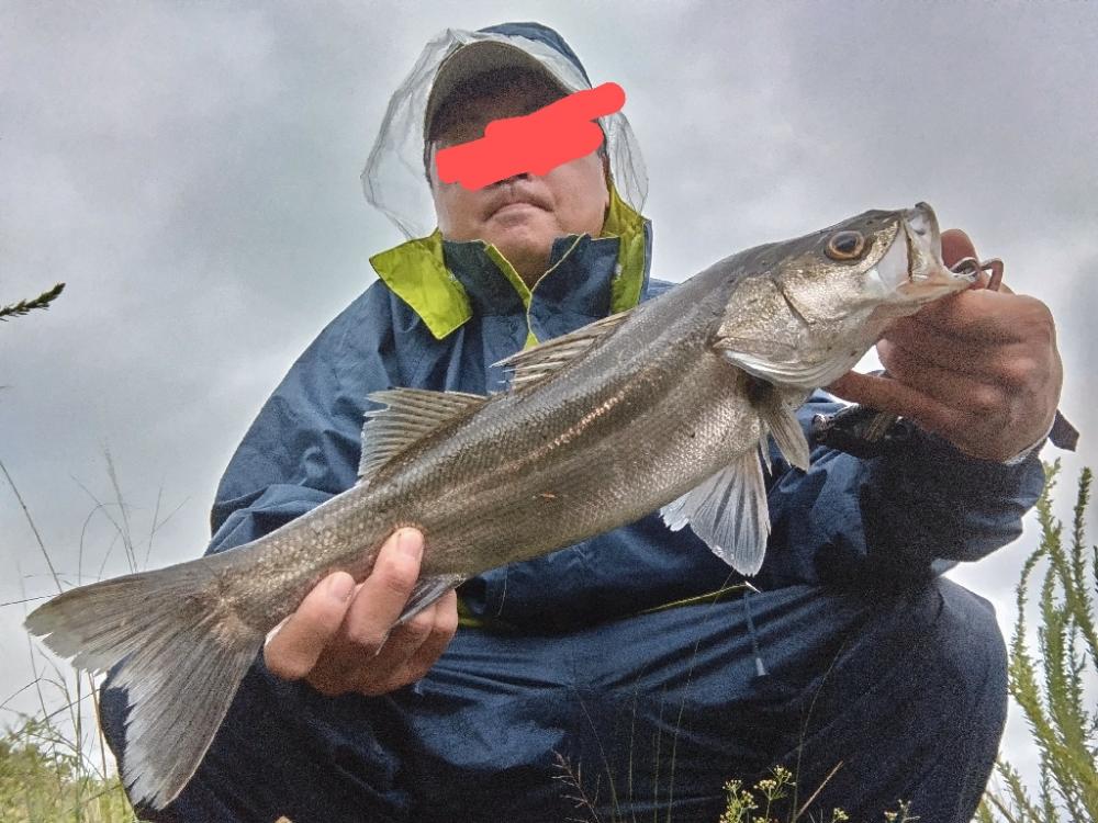 シーバス釣れました!