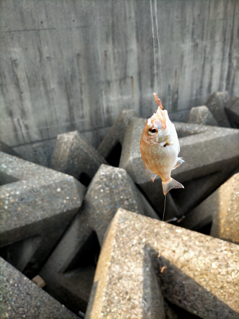 荒れた海でもキスは高活性