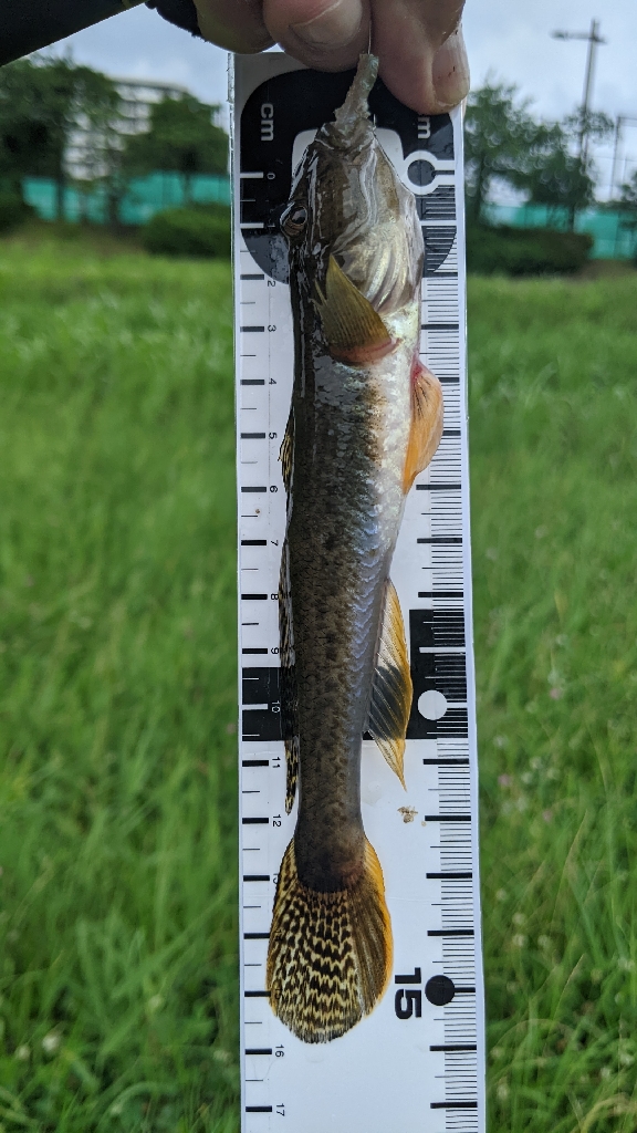 旧中川 ハゼ 2023初日