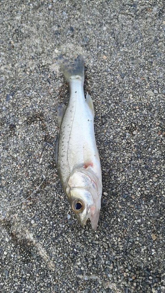 ポッパー楽しッ＼(^^)／