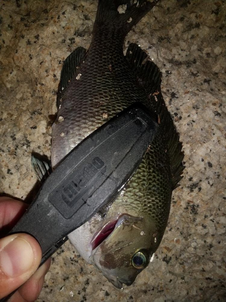 久しぶりのイソメで