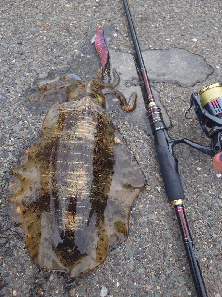 久々エギングIN対馬