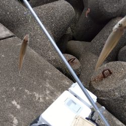 高砂港のキス釣り