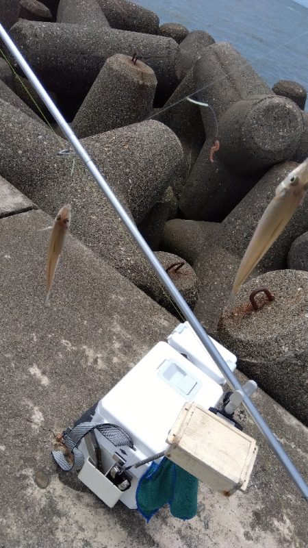 高砂港のキス釣り