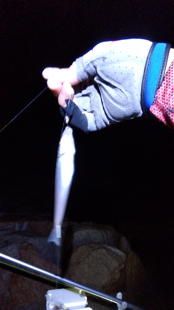 苅屋海岸のキス釣り