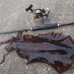 シゴオワエギングIN対馬