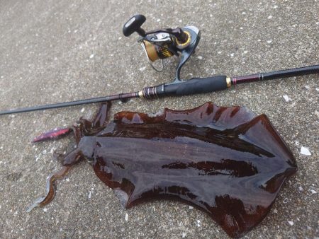 シゴオワエギングIN対馬