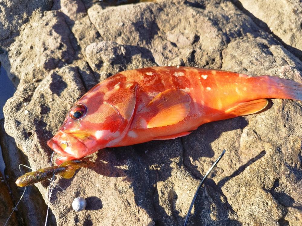 絞り出したアカハタ