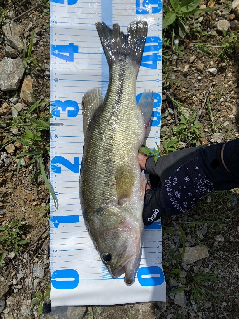 一庫ダム初バスゲット