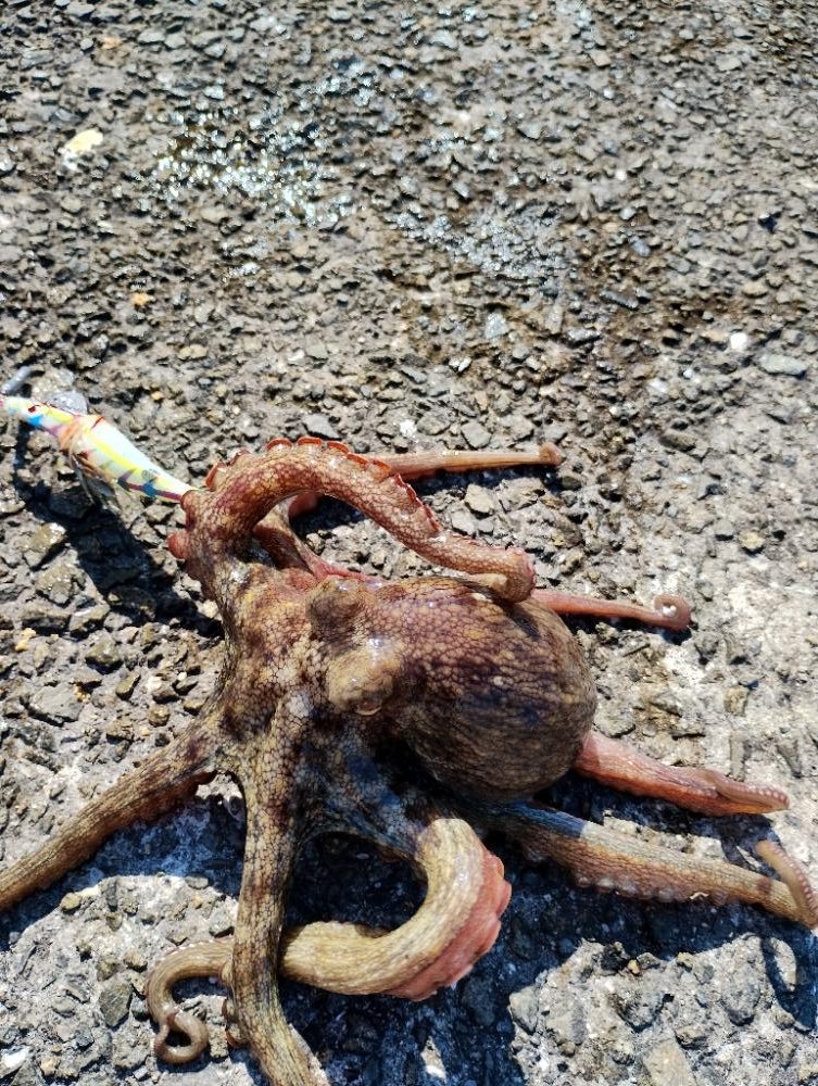 3度目の波止タコ