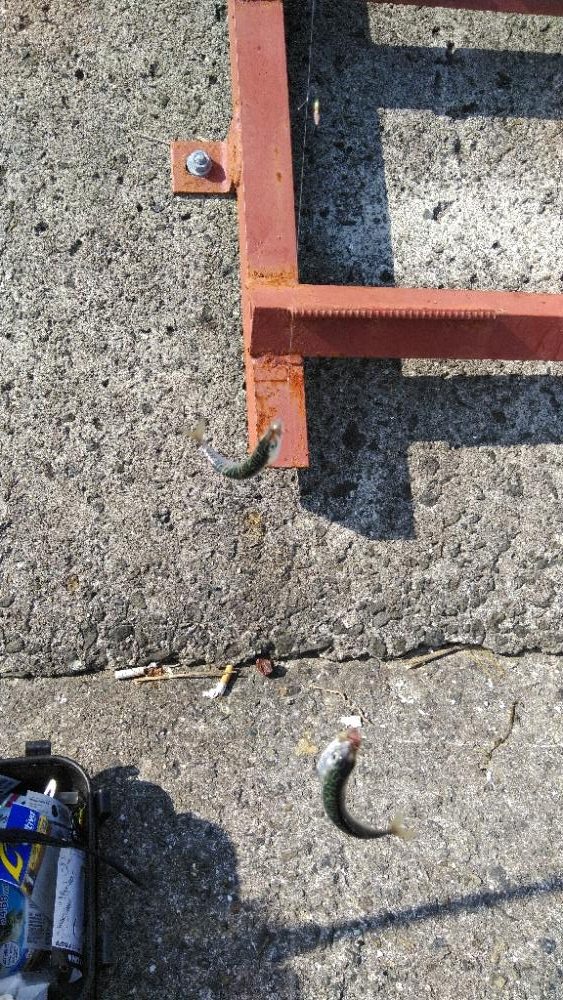 武庫川一文字2連戦