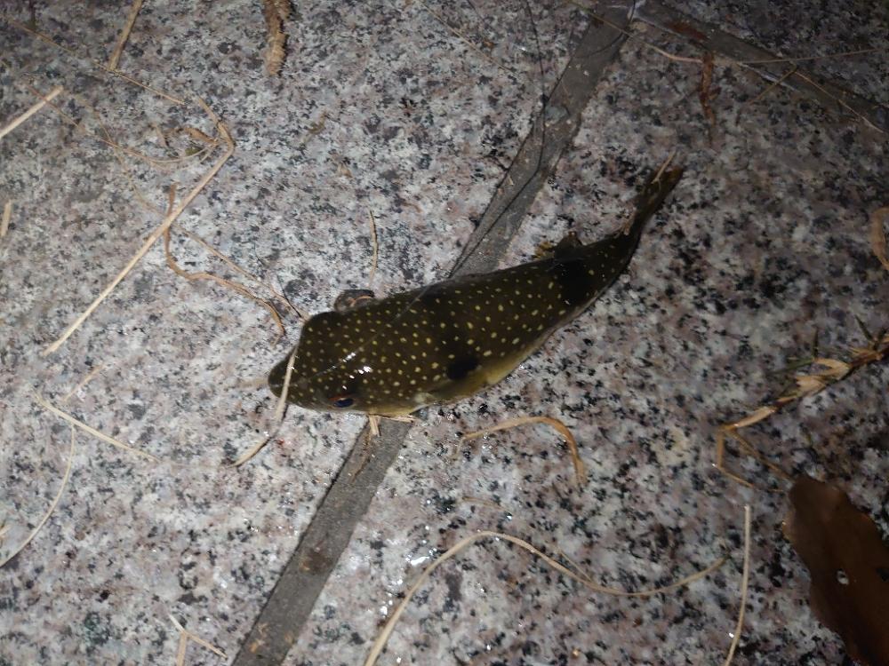 今季初うなぎ🎣