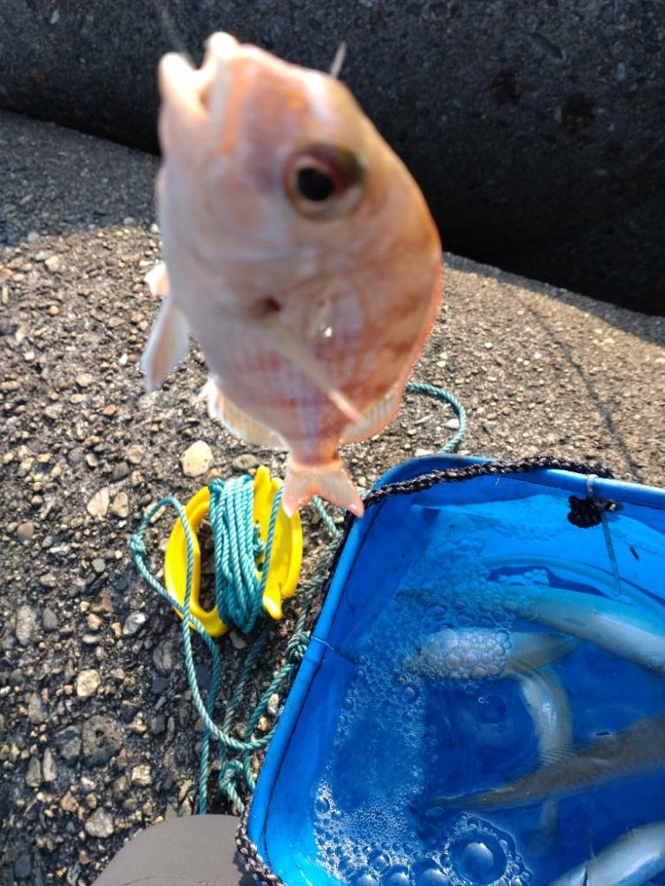 投げ釣りでキス