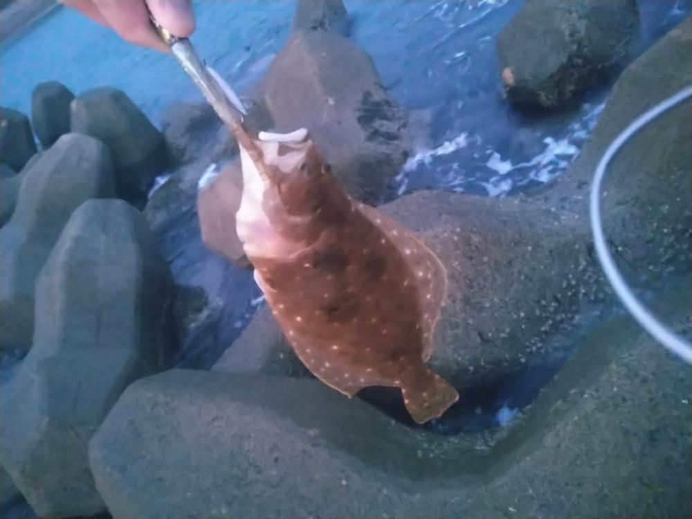 サーフでマゴチ