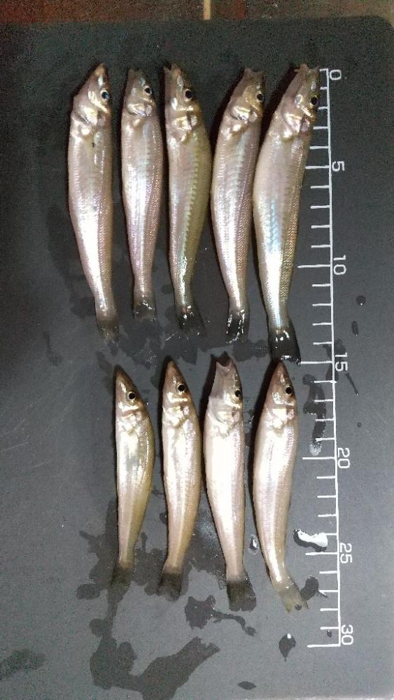 キス釣り～連投