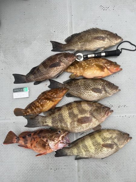 レンタルボートで根魚