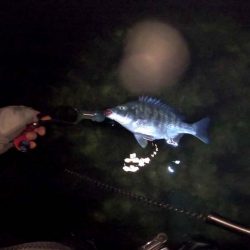 【チヌ】フリリグでチニング