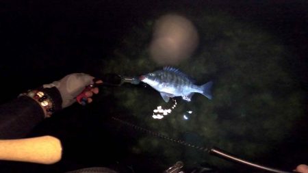 【チヌ】フリリグでチニング