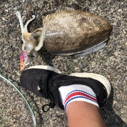 アオリに出会えず