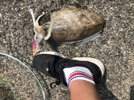 アオリに出会えず