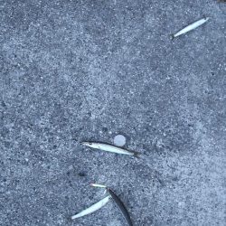 夕まづめのカマス