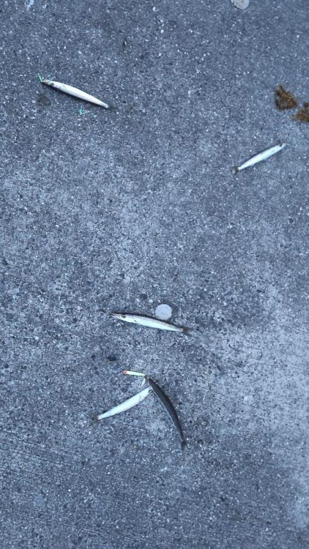 夕まづめのカマス